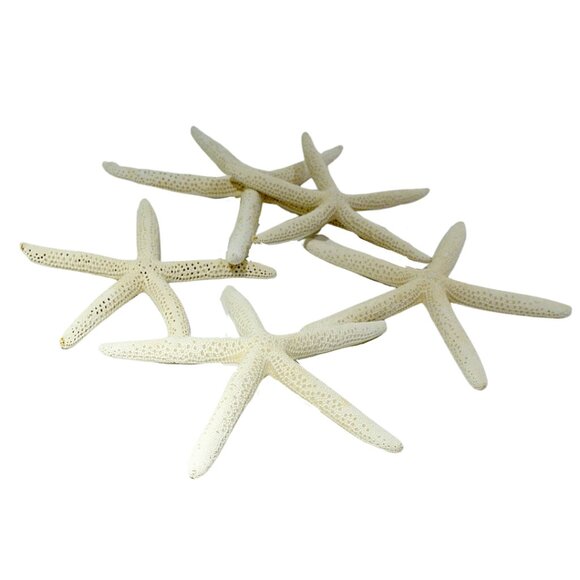 LADY FINGER STARFISH(5/PK) - Picture 1 of 2